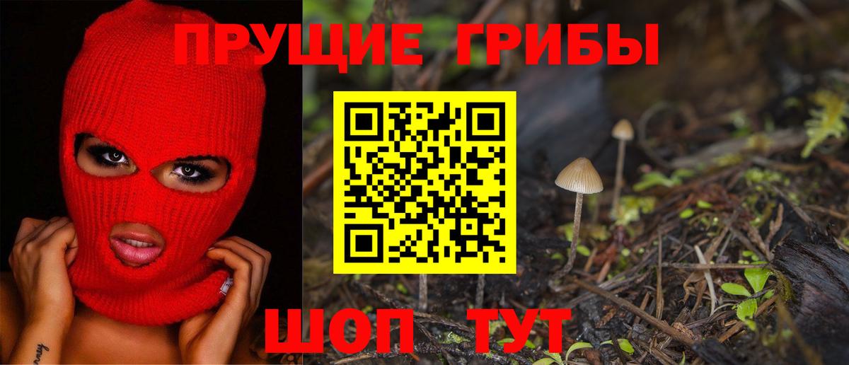Галлюциногенные грибы Psilocybe Новодвинск
